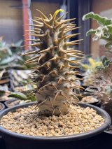 パキポディウム　アンボンゲンセ Ambongense