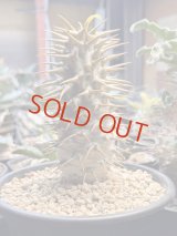 パキポディウム　アンボンゲンセ Ambongense