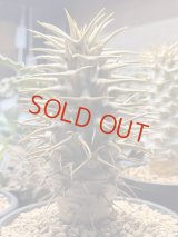 パキポディウム　アンボンゲンセ Ambongense