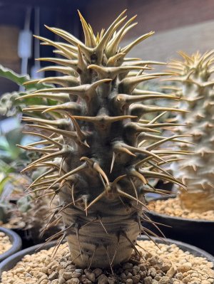 画像1: パキポディウム　アンボンゲンセ Ambongense