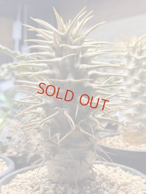 画像1: パキポディウム　アンボンゲンセ Ambongense