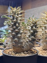 パキポディウム　アンボンゲンセ Ambongense 2頭レア株