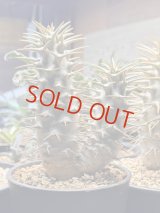 パキポディウム　アンボンゲンセ Ambongense 2頭レア株