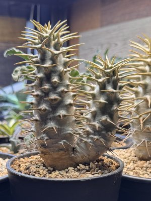 画像1: パキポディウム　アンボンゲンセ Ambongense 2頭レア株