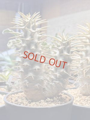 画像1: パキポディウム　アンボンゲンセ Ambongense 2頭レア株