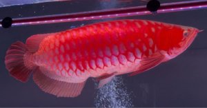 画像1: Prominence Red