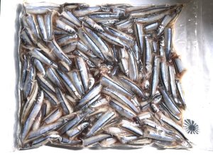 画像1: 冷凍キビナゴ