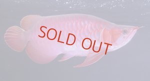 画像1: Prominence Red Short Body