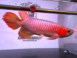 画像1: ETERNAL RED  