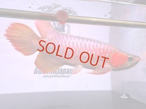 画像1: ETERNAL RED  