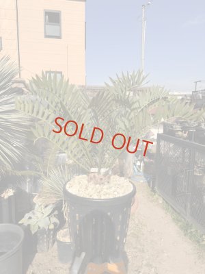 画像1: Encephalartos arenarius