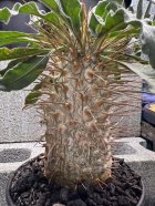 他の写真3: Pachypodium namaquanum 