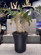 他の写真2: Pachypodium namaquanum 