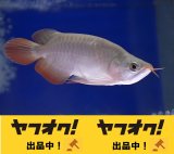 Prominence Red Short Body