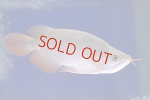 画像1: Prominence Red Short Body