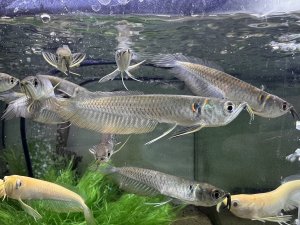 画像1: シルバーアロワナ×ブラックアロワナ