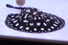 他の写真3: Big Spot  Diamond Polkadot stingray