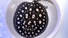 他の写真1: Big Spot  Diamond Polkadot stingray
