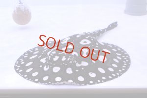 画像1: Big Spot  Diamond Polkadot stingray
