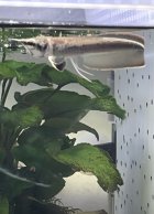 他の写真2: Platinum Black Arowana