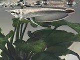 Platinum Black Arowana