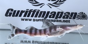 画像1: ゼブラキャット