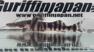 画像1: ゼブラキャット