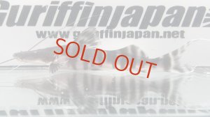 画像1: ゼブラキャット