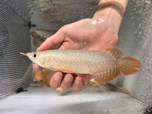 画像1: ＧＷ セール紅龍