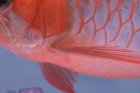 他の写真1: Prominence Red