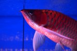 Prominence Red