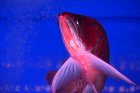 他の写真3: Prominence Red