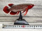 他の写真3: Arowana Figure