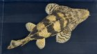 他の写真3: Ultra Short body Endlicheri [ウルトラショートエンドリケリー]