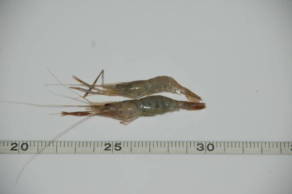 熱帯魚用餌 バラ凍結 冷凍川エビをhpに掲載いたしました アジアアロワナ 古代魚専門店guriffinjapan