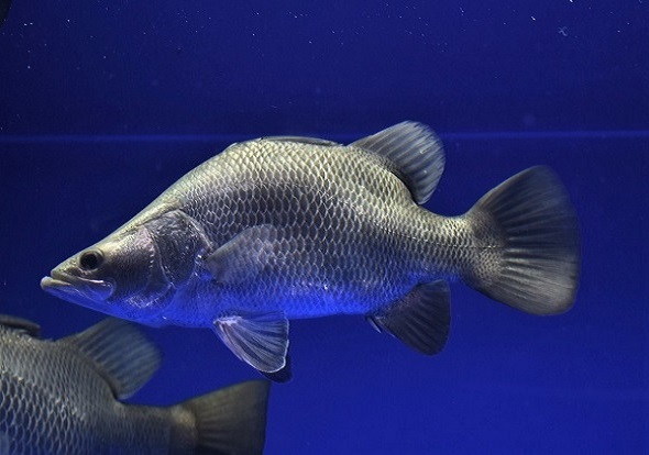 ショートバラマンディ30 パーフェクトショートボディ をhpに掲載いたしました アジアアロワナ 古代魚専門店guriffinjapan