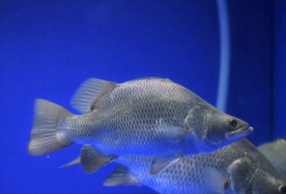 ショートバラマンディ30 パーフェクトショートボディ をhpに掲載いたしました アジアアロワナ 古代魚専門店guriffinjapan