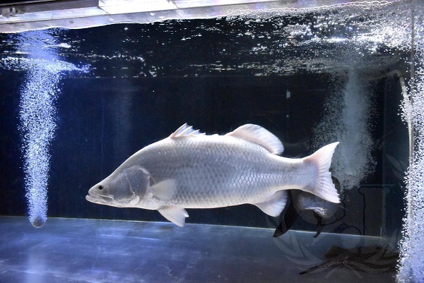 プラチナバラマンディをHPに掲載いたしました。 | アジアアロワナ