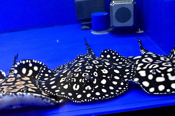 Galaxy  Diamond Polkadot stingray