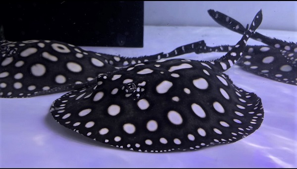 White big spot Diamond Polkadot stingray