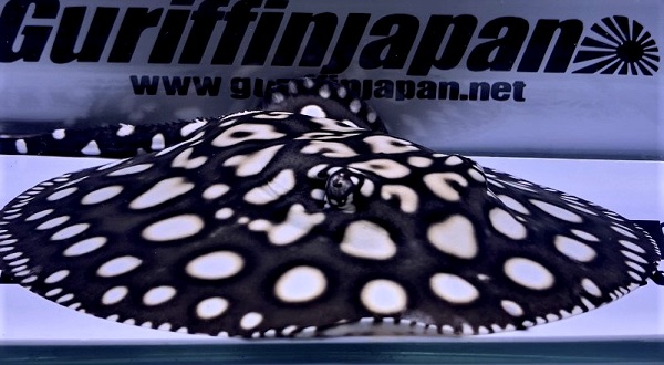 Big Spot Galaxy  Diamond Polkadot stingray