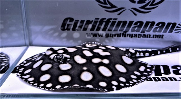 Big Spot  Diamond Polkadot stingray