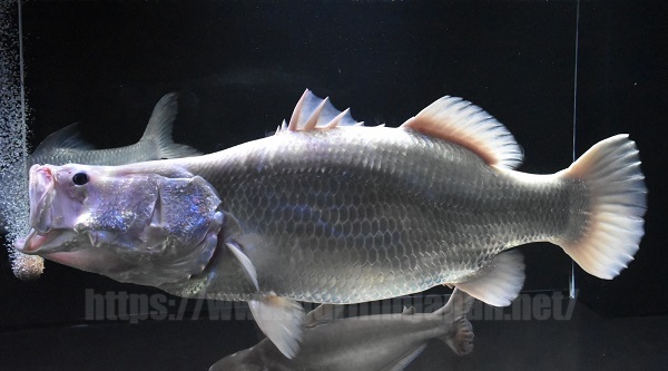 Odd Eye Platinum Barramundi