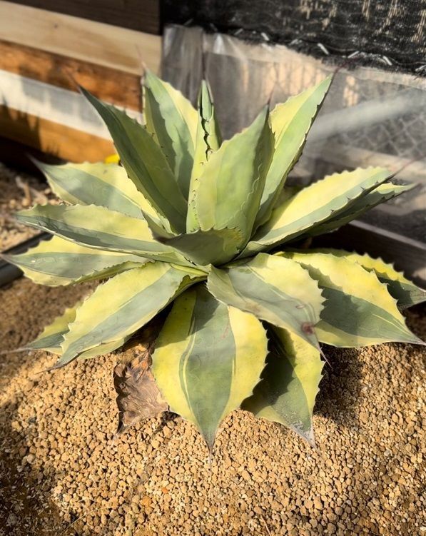  ovatifolia variegated ‘ORCA’