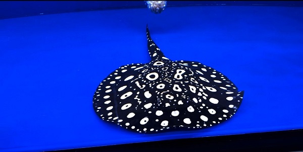 Diamond Polkadot stingray