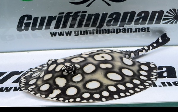 Big Spot  Diamond Polkadot stingray