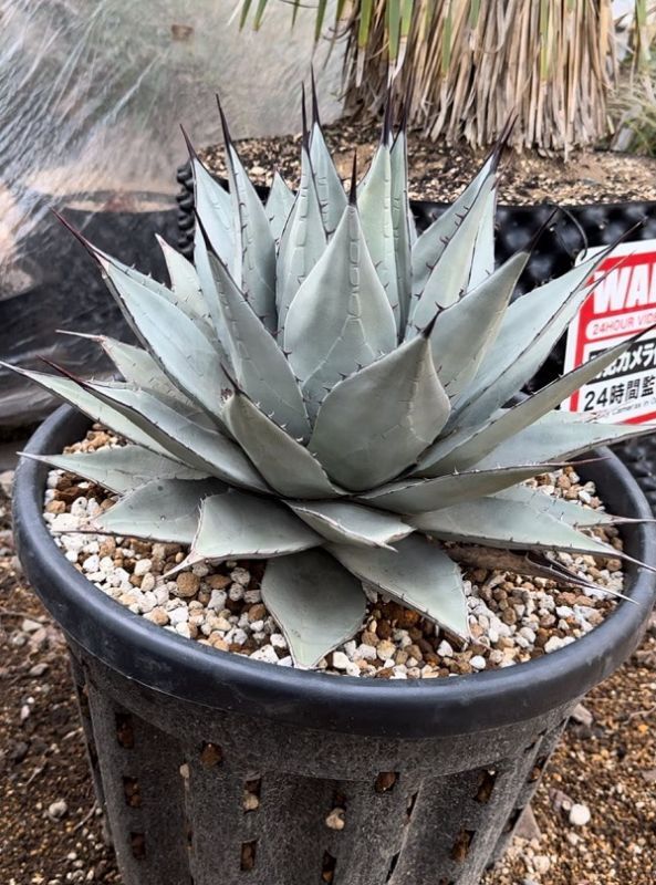 Agave parryi sp. neomexicana