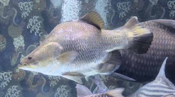 Short body Barramundi