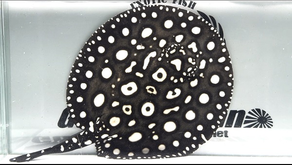 Big Spot  Diamond Polkadot stingray