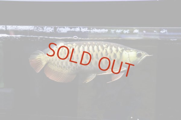 画像1: Baloonセミショート (1)